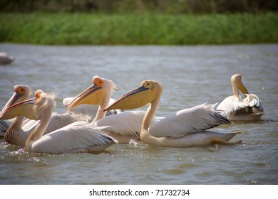 Group of pelicans in the Djoudj National park