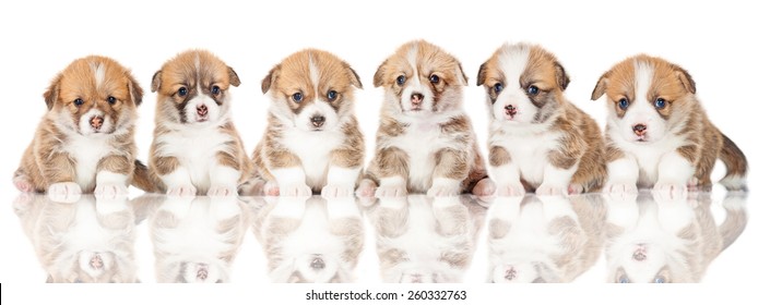 Group Of Pembroke Welsh Corgi Puppies