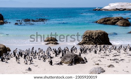 A group of Penguins at Boulders Beach in Simons Town, Cape Town, South Africa. Beautiful penguins. Colony of African penguins on a rocky beach in South Africa Western Cape