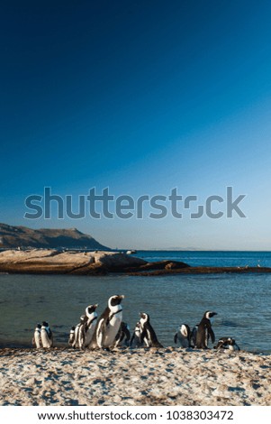 Group of Penguins in the Evening Sun in Simon's Town, South Africa