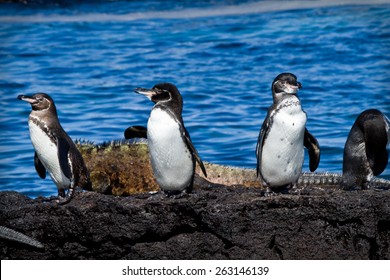 Galapagos Penguin の画像 写真素材 ベクター画像 Shutterstock
