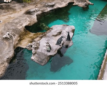 A group of penguins standing on a rocky outcrop surrounded by clear blue water. The setting appears to be a zoo with natural-looking rock formations and water. - Powered by Shutterstock