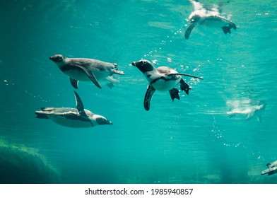 Group of penguins swiming in pool - Powered by Shutterstock