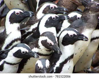 A Group Of Penguins Taken At Weymouth Sealife Centre In 2012