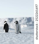 A group of penguins walking across a snow covered field


