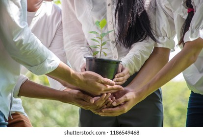 Group Of People Hands Holding Cupping Plant Growth Nurture Environmental In Park.CSR Corporate Social Responsibility Concept