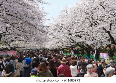 Group of People Looking at Sakura Flower Tokyo,Japan - April 1,2014