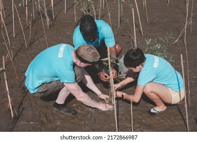 A Group Of People Are Planting Mangrove Saplings In The Middle Of The Mangrove Forest.