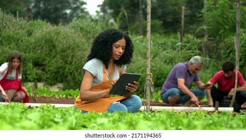 Group Of People At Urban Community Farm Working At Small Organic Business. One Black Woman Holding Tablet