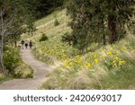 A group of people walk on a hiking trail surrounded by the Okanagan wil sunflowers. Location: Knox Mountain, Kelowna, BC Canada.