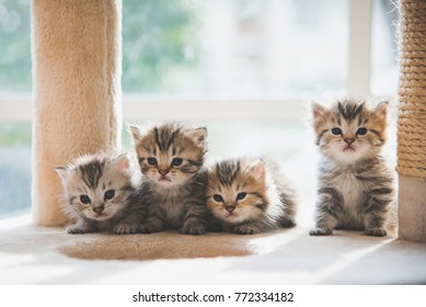 Group persian kittens sitting on cat tower - Shutterstock ID 772334182