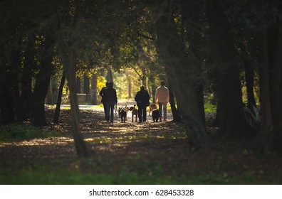 Group Of Person Walking Dogs In The Park Together