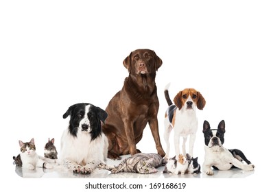 Group Of Pets