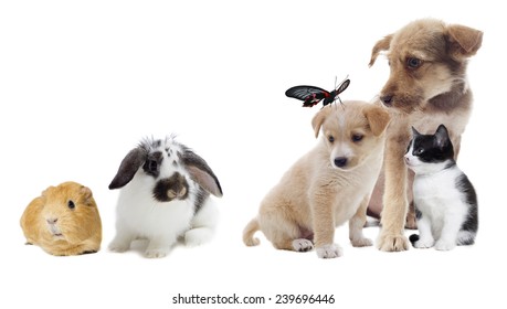 group of pets