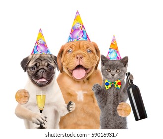 1000 Dog Cat Happy Birthday Stock Images Photos Vectors