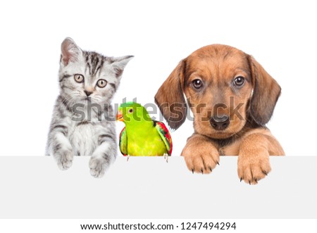 Group of pets - cat,dog and parrot together over white banner. isolated on white background