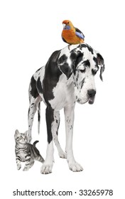 Group Of Pets : Dog, Bird, Cat In Front Of White Background