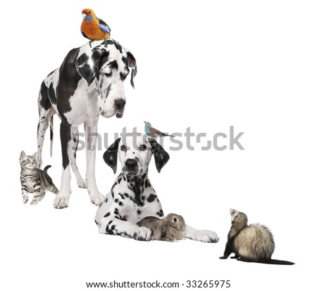 Group of pets : dog, bird, rabbit, cat, ferret in front of white background