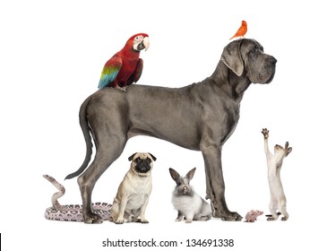 Group Of Pets - Dog, Cat, Bird, Reptile, Rabbit, Isolated On White