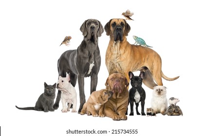 Group Of Pets - Dog, Cat, Bird, Reptile, Rabbit, Isolated On White