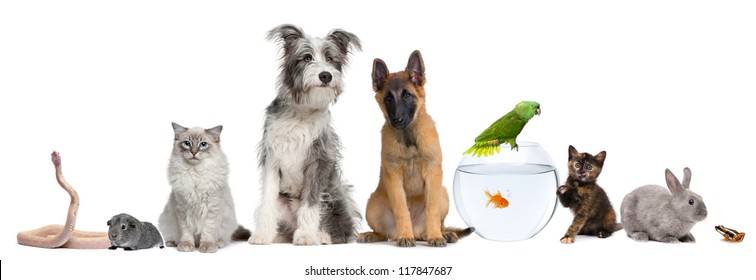 Group of pets with dog, cat, rabbit, ferret, fish, frog, rat, bird, guinea pig, reptile, snake against white background