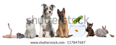 Group of pets with dog, cat, rabbit, ferret, fish, frog, rat, bird, guinea pig, reptile, snake against white background