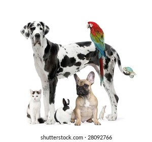 Group Of Pets - Dog,cat, Bird, Reptile, Rabbit -  In Front Of A White Background