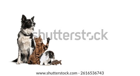 Group of pets including a border collie dog, a bengal cat, a dwarf rabbit and a hermann's tortoise sitting against white background