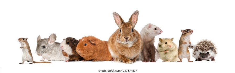 Group Of Pets, Isolated On White