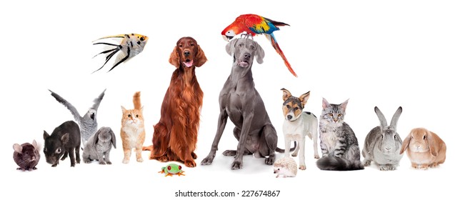 Group of pets isolated on white background