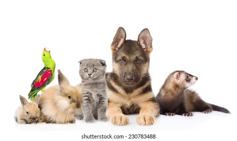 Group Of Pets. Isolated On White Background