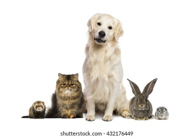 Group Of Pets Isolated On White