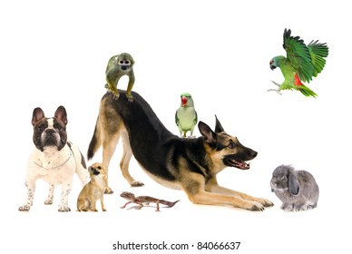 Group Of Pets, Isolated On White