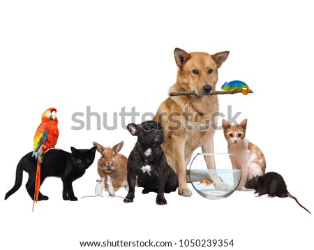 Group of Pets. Isolated on white background