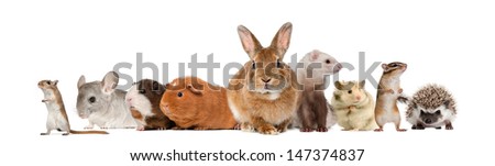 Group of pets, isolated on white