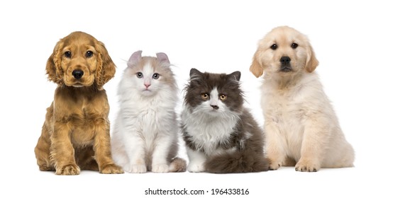 Group Of Pets: Kitten And Puppy On A Raw