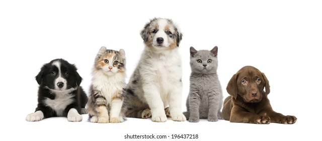 Group Of Pets: Kitten And Puppy On A Raw