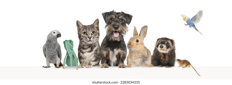Grupo de mascotas apoyándose en un banner web vacío para colocar texto.   Gatos, perros, conejo, hurón, roedor, reptil, pájaro, ratones