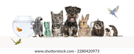 Group of pets leaning together on a empty web banner to place text.   Cats, dogs, rabbit, ferret, rodent,  fish, reptile, bird
