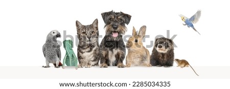 Group of pets leaning together on a empty web banner to place text.   Cats, dogs, rabbit, ferret, rodent, reptile, bird, mice