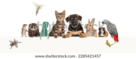 Group of pets leaning together on a empty web banner to place text. Cat, dog, rabbit, ferret, rodent, reptile, bird, spider