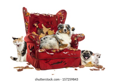 Group of pets on a destroyed armchair, isolated on white