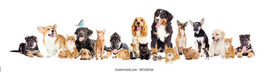 Group Of Pets On A White Background