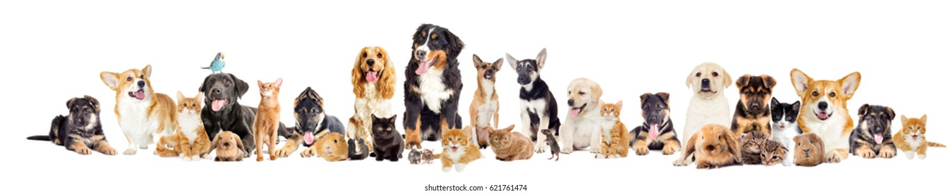 Group Of Pets On A White Background