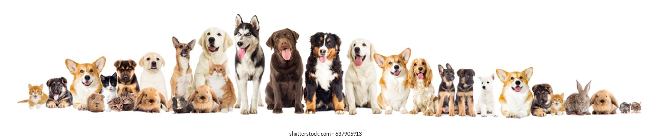 Group Of Pets On White Background Looking