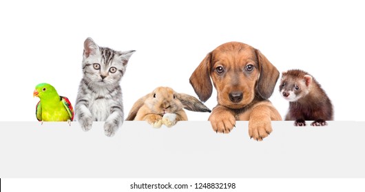 Group of pets  over empty white banner. isolated on white background. Space for text