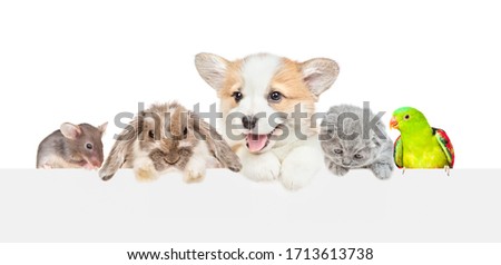 Group of pets  over empty white banner. isolated on white background. Empty space for text