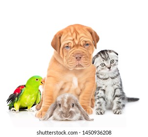 Large Group Pets Together Front View Stock Photo 1435509008 | Shutterstock