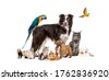 pets white background
