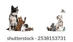 Group of pets posing with a border collie looking up Towards a large copy space adapted to the text. dog, cat, ferret, rabbit, bird